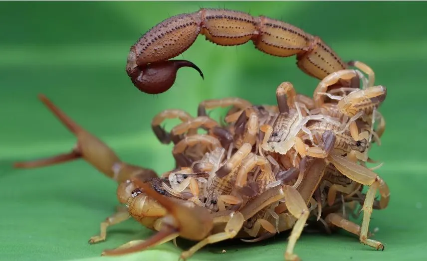 dedetizacao de escorpioes